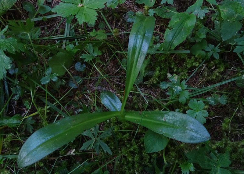 Coeloglossum viride..........Aldino (BZ)